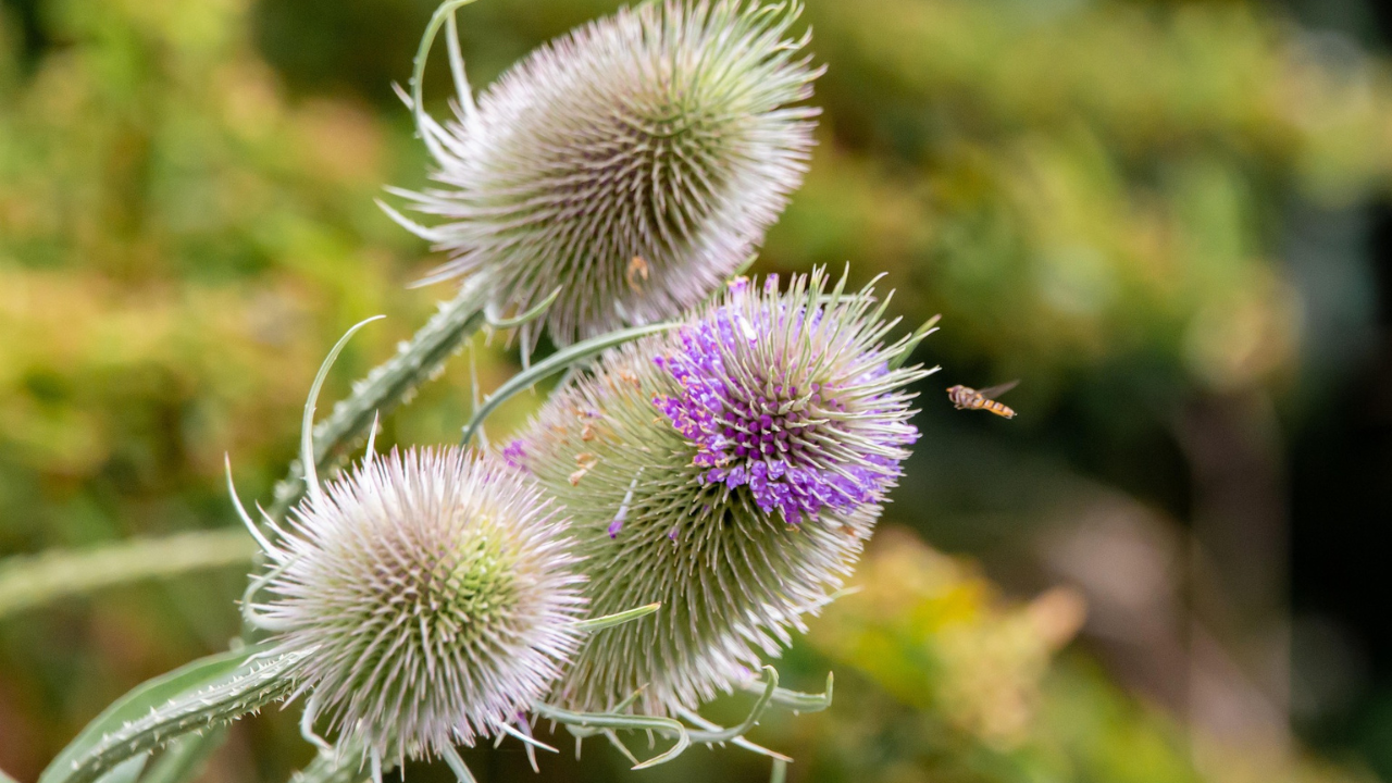 Erdői kártolófű 3